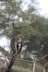 Beautiful picture of eagle . Nature attraction .