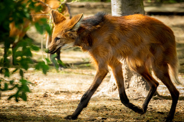 Wilk grzywiasty w Krakowskim Zoo