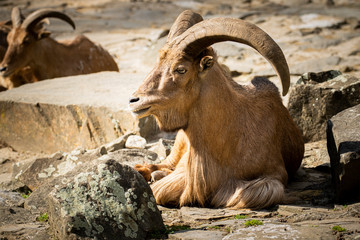 Arui w Krakowskim Zoo