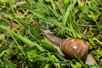 Grape snail early morning