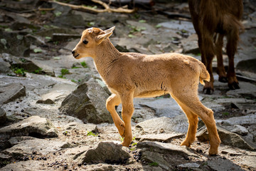 Arui w Krakowskim Zoo