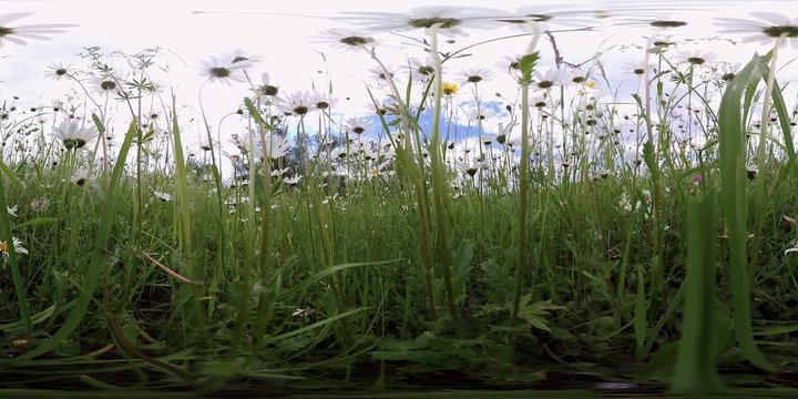 360VR, Bl&uuml;hendes Wildblumenfeld, Kamille, Insektenweide Biodiversit&auml;t, VR360