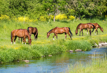 Naklejka na ściany i meble The herd of horses is grazed on a summer green meadow in Pilsen in Czech Republic