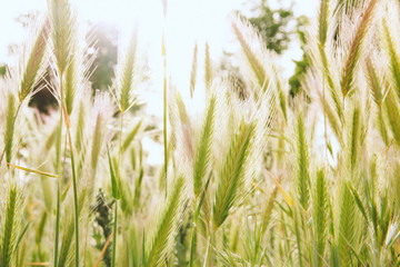brightly lit spike field on a sunny day