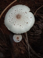 White mushroom on ground