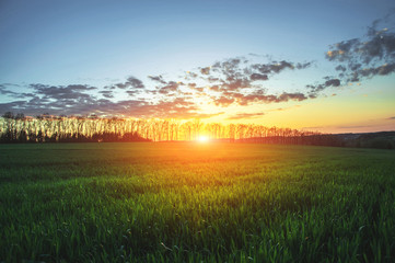 amazing green grass field and silhouettes of trees at sunset. natural background