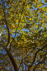 White trunk and massive branches of an old sycamore Platanus tree silhouetted against a blue sky.