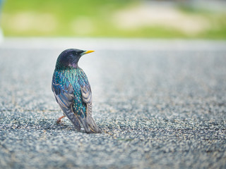 Szpak na tarasie wiosną