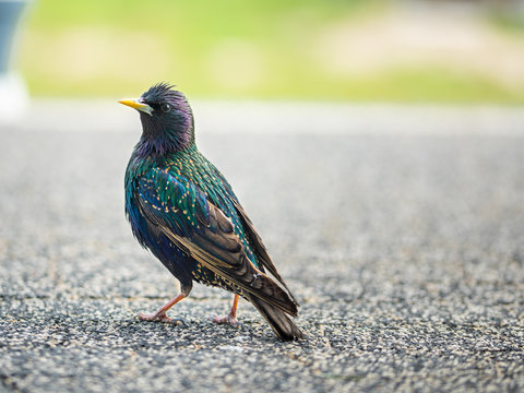 Kolorowy Szpak na tarasie z nastroszonymi pi&oacute;rami