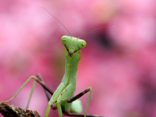 Macro of Praying mantis.Closeup.Pink background.
