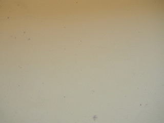 Texture of concrete cement wall or stone texture with cracks and dirty for background.Have copy space for text.