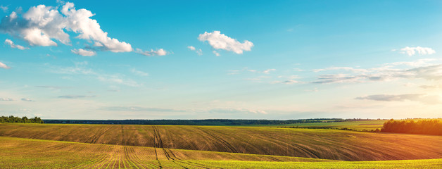 green rows of sprouted corn on a private agricultural field with trees on the horizon