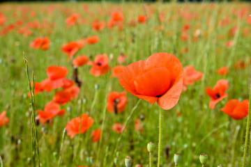 Obraz premium dicono che i papaveri