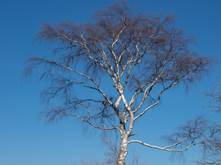 Birch tree