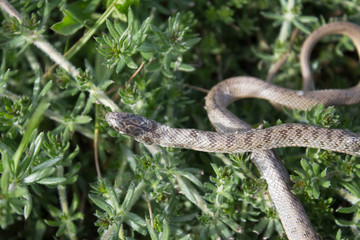 Snake in green leaves crawls on the grass. Snake in its natural habitat, snake life, life cycle