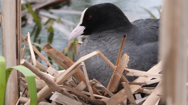 black water chicken on a nest with chicks 2020 coot