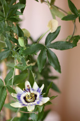  Passiflora cincinnata flower on green background