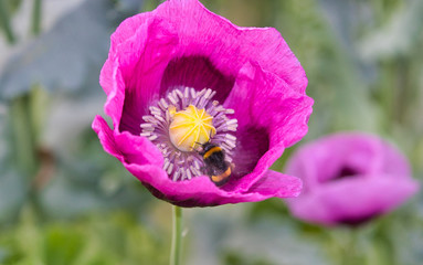 Dwarf bread seed poppy with a bee inside