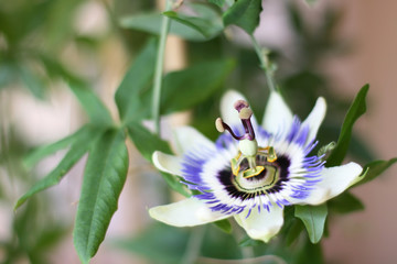  Passiflora cincinnata flower on green background