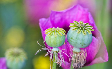 Dwarf bread seed poppy and two buds