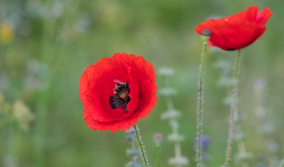 red poppy in a field, with a bee in the flower.