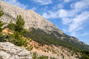 Fototapeta na wymiar A landscape view of pine trees in the mountains seen from the Lycian way trail near Mount Olympos or Tahtali near Antalya, Turkey