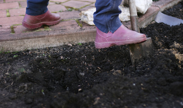 Person diggin ground in a garden. Agriculture consept. Preparation garden for sring or fall
