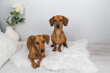 Studio shot of dachshund puppy and old dachshund on the white carpet.