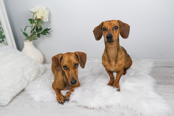 Studio shot of dachshund puppy and old dachshund on the white carpet.