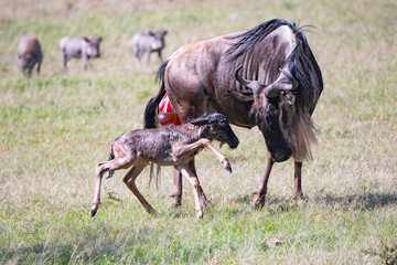 Obraz na płótnie Canvas very young wet, new born wildebeest and its mother in the Masai Mara
