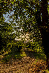 Dirt road with trees on the sides and sun