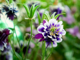 Close up of a flower with blue and white petals, in a garden.