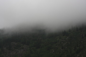 Fog in the forest in mountains background