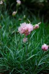 pink flower in the garden