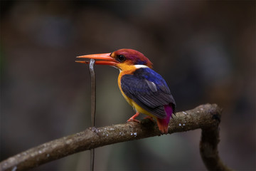 Oriental Dwarf Kingfisher or Black-backed Kingfisher is carrying the scincoid lizard in the mouth.