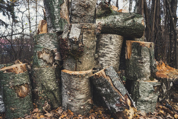 Old sawn trees in the forest