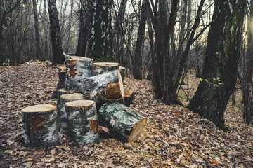 A bunch of stumps sawn and dumped in the forest