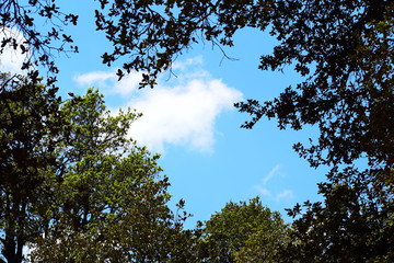 trees and sky