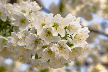 Cherry blossom spring flowers 