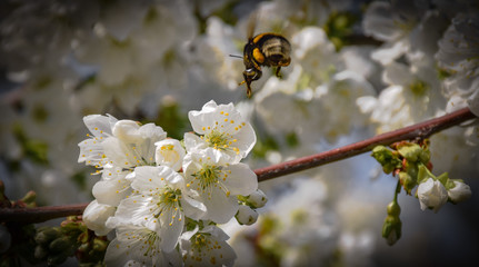 Cherry blossom spring flowers 