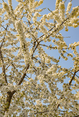 Cherry blossom spring flowers 