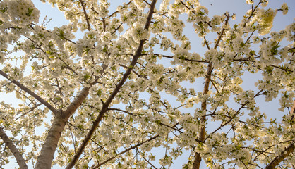 Cherry blossom spring flowers 