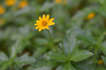 yellow flowers in the garden