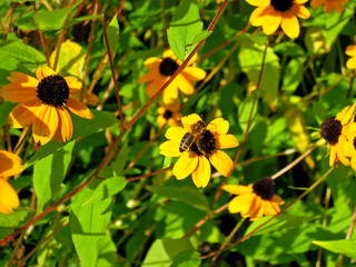 Macro view on Rudbeckia triloba & the bee dusting its flowers. Other names of this flower are browneyed susan, thin-leaved coneflower, three-leaved coneflower