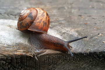 A snail sits on a wooden board. Macro insect