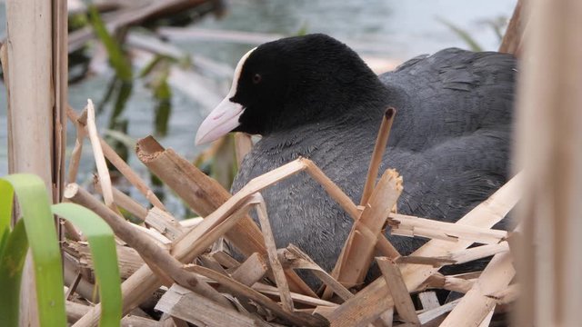 black water chicken on a nest with chicks 2020 coot