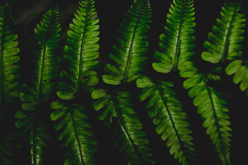 Close up of a tropical fern leaf against a dark background showing earthly texture in nature and Spring time