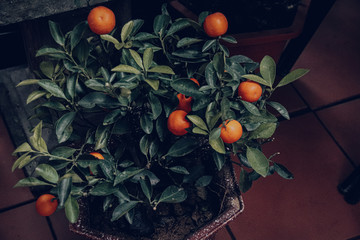 Kumquat tree (Fortunella japonica syn. Citrus japonica), a citrus fruit that is believed to be...