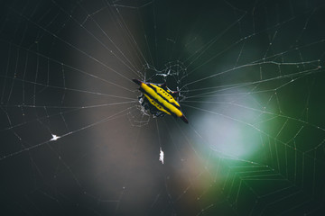 A spinybacked orbweaver spider or Gasteracantha cancriformis (Linnaeus) spotted at Cuc Phuong National Park in Vietnam