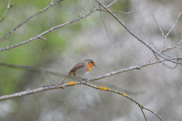European robin watching and looking for food in the grass on meadow